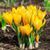 Крокус великоквітковий Еллоу (Yellow) 326 фото