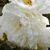Півонія Фрінджед Айворі (Fringed Ivory) 980 фото