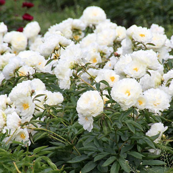 Півонія Фрінджед Айворі (Fringed Ivory) 980 фото