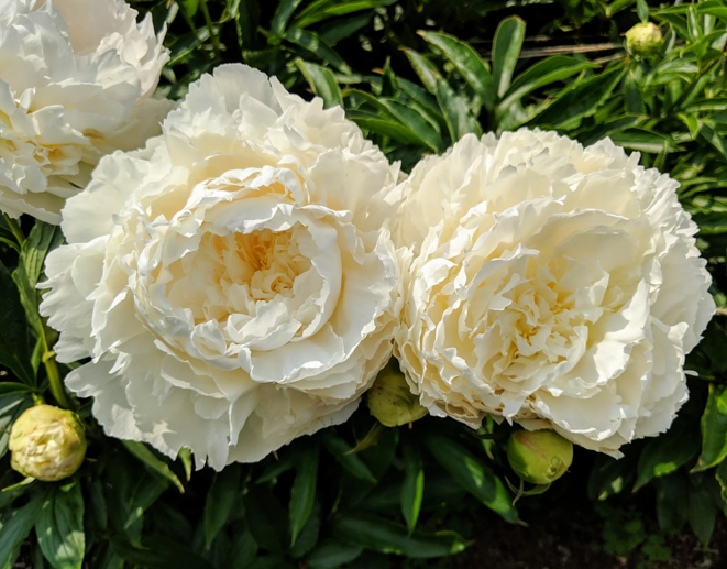 Півонія Фрінджед Айворі (Fringed Ivory) 980 фото