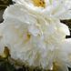 Півонія Фрінджед Айворі (Fringed Ivory) 980 фото 1