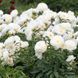 Півонія Фрінджед Айворі (Fringed Ivory) 980 фото 3