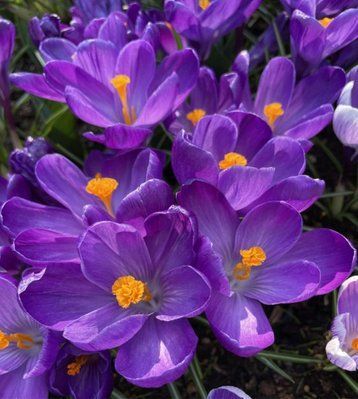 Крокус крупноцветковый Флауер Рекорд (Flower Record) 328 фото