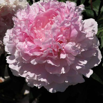 Пион Гермиона (Hermione) 955 фото