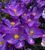 Крокус великоквітковий Флауер Рекорд (Flower Record) 328 фото