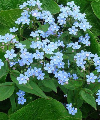 Бруннера сибирская (Brunnera sibirica) 414 фото