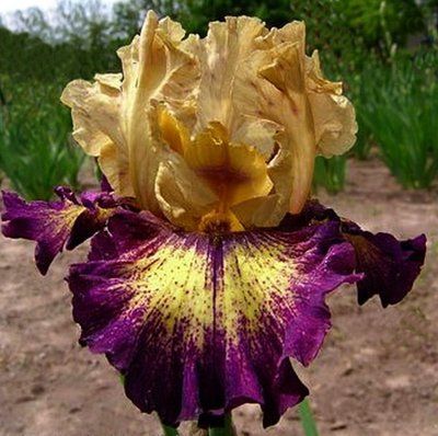 Ирис Икзектитьюд (Exactitude) 298 фото