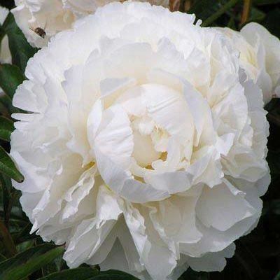 Пион Боул оф Крим (Bowl of Cream) 729 фото