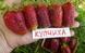 Полуниця Купчиха (великомір, великий кущ) 103 фото 3