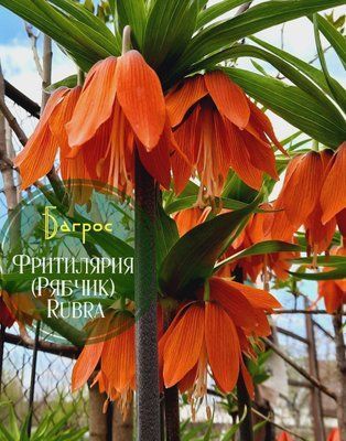 Рябчик императорский Рубра (Rubra) 330 фото
