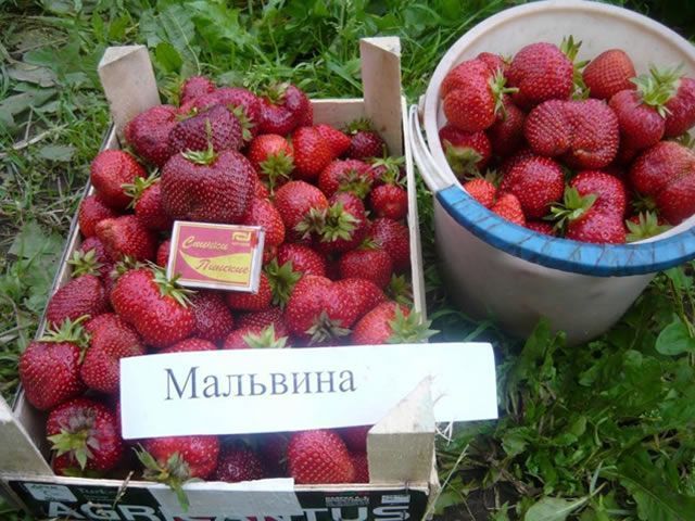 Полуниця Мальвіна (великомір, великий кущ) 106 фото