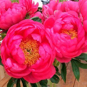 Пион Цитерия (Cytherea)  783 фото