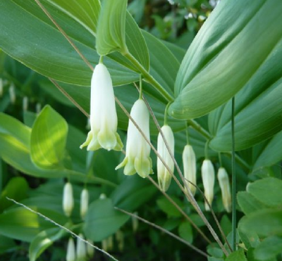 Купена переменчивая (Polygonatum commutatum) 417 фото