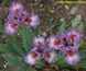 Карликовий iрис Флірті Герл (Flirty Girl) 277 фото 2