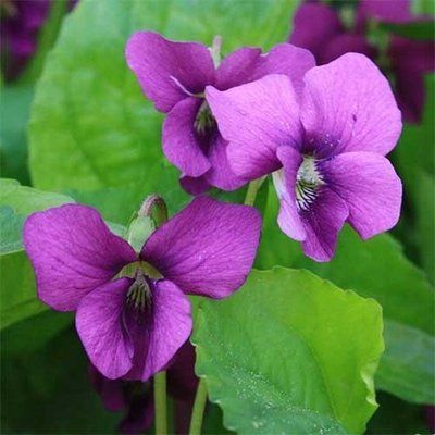 Фиалка сестринская Рубра (Viola sororia Rubra) 427 фото
