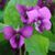 Фиалка сестринская Рубра (Viola sororia Rubra) 427 фото