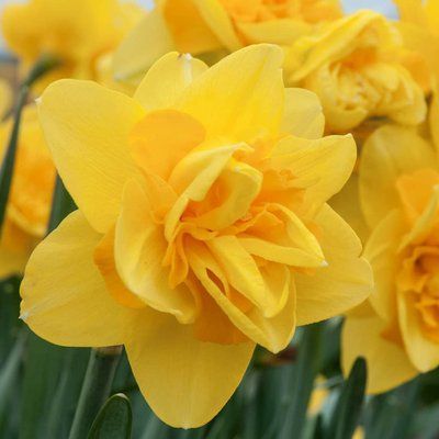 Нарцисс Куинс Дей (Queen's Day) 357 фото
