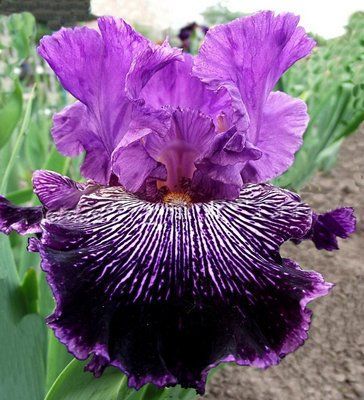 Ирис Драйв Ми Вайлд (Iris Drive Me Wild) 315 фото